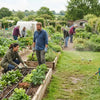 Irrigation for Community Gardens: A Practical UK Guide