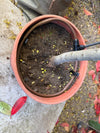 Top view of a potted plant with a tree trunk in soil, surrounded by Rainbird Micro Drip Line Roll 4mm for Tubs, Baskets, and Growbags, ensuring efficient garden irrigation. Yellow flower petals and leaves are scattered on the soil and nearby ground.