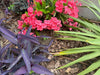 Brown dripline in flower bed