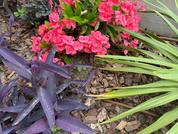 Brown dripline in flower bed