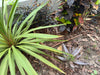 Dripline brown in flower bed with bark covering