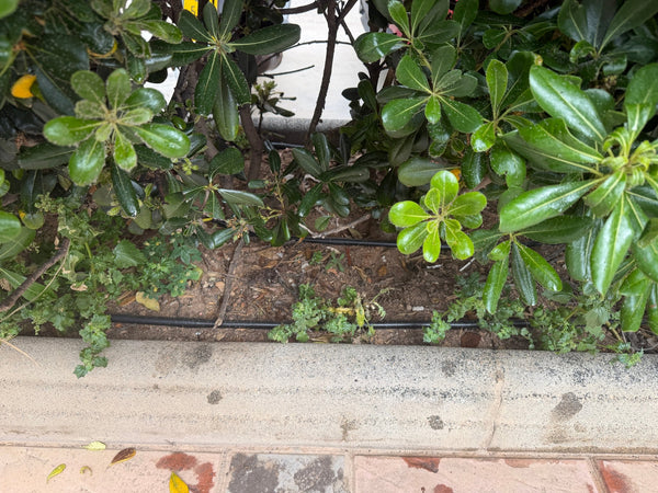 twin run of black dripline in flowerbed