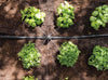 Small green plants growing in rows with a drip irrigation system.