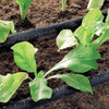 Young green lettuce plants growing in dark soil, separated by a Claber Soaker Hose 25 M - 90351 for efficient, eco-friendly watering as part of the garden irrigation system.