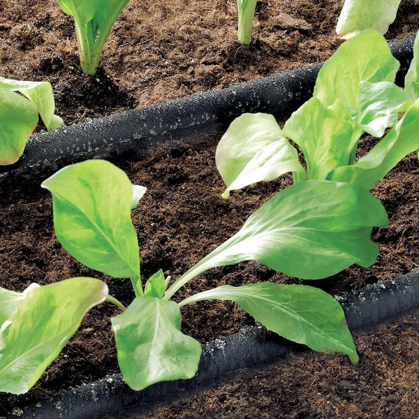 Young green lettuce plants growing in dark soil, separated by a Claber Soaker Hose 25 M - 90351 for efficient, eco-friendly watering as part of the garden irrigation system.