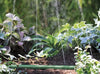 Vegetable garden with plants being watered by a green hose.