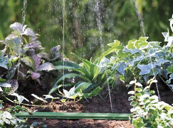 Vegetable garden with plants being watered by a green hose.