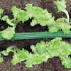 Green leafy plants growing in soil with a green garden hose.