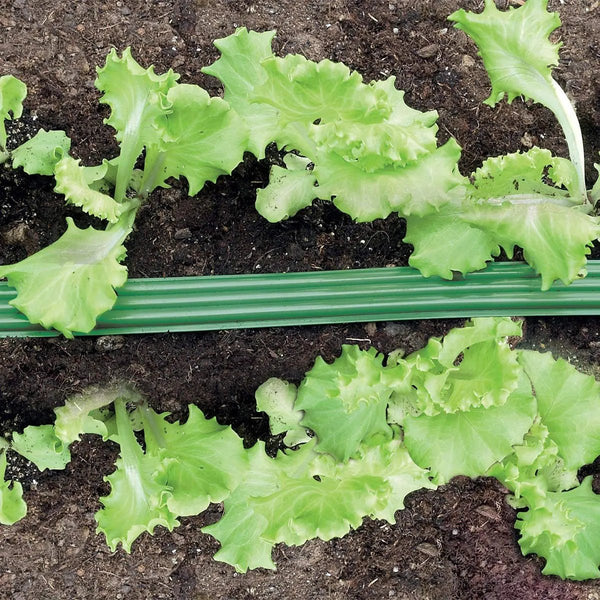 Green leafy plants growing in soil with a green garden hose.