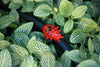Red Antelco anybug dripper in pipe