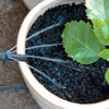 Potted plant being watered with a antelco pot stream
