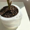 Small Indoor Self-Watering Pot: Grow Healthy Plants Easily.