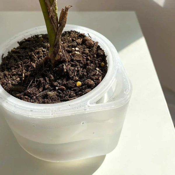 Small Indoor Self-Watering Pot: Grow Healthy Plants Easily.