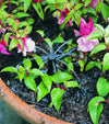 Hozelock End Of Line Stake Adjustable Drippers - 2788 - Garden Watering