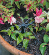 Antelco Shrubber in plant pot