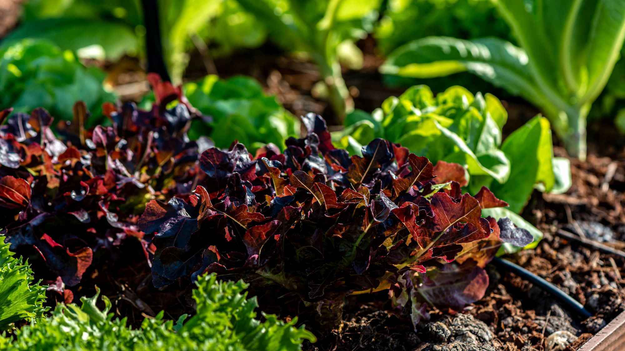 Red leaf lettuce growing in a garden bed with other plants.