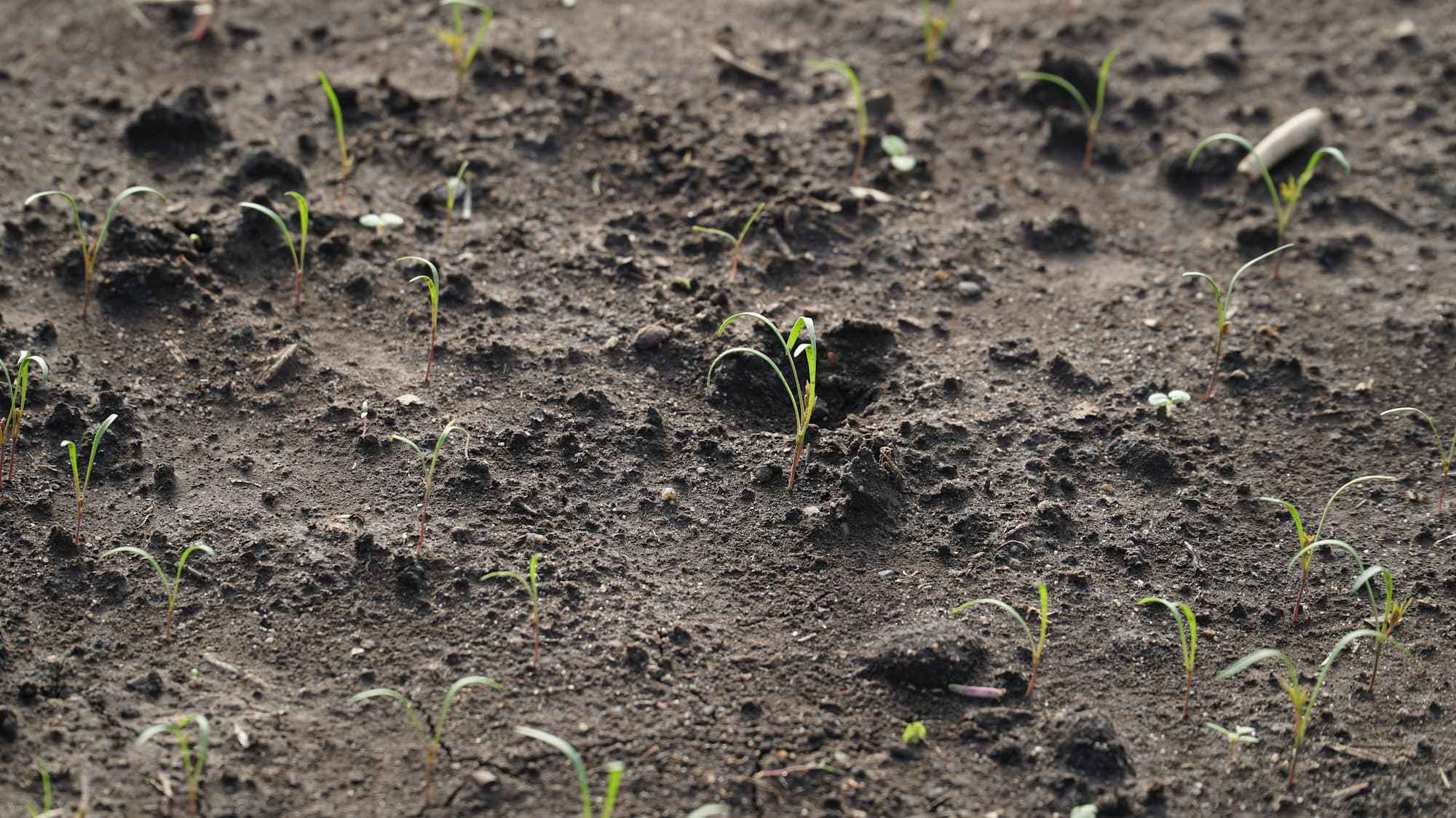 Young plants sprouting from dark soil