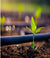 Young plant emerging from soil with a blurred background
