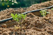 Drip Irrigation pipe watering a young plant