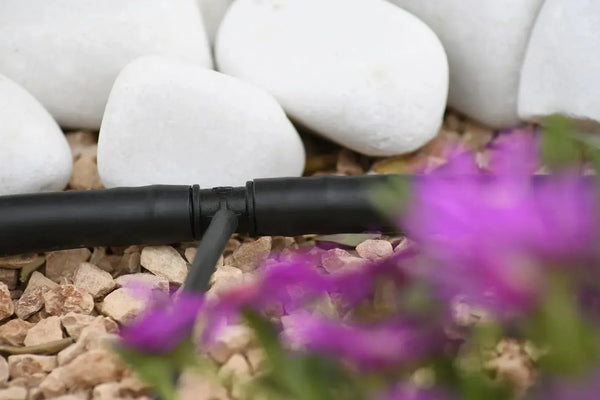 Drip irrigation system with white stones and purple flowers in the foreground