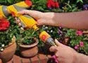 Person watering plants with a garden hose in a garden setting