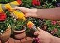 Person watering plants with a garden hose in a garden setting