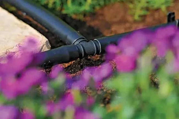 Black garden irrigation pipe with purple flowers in the foreground