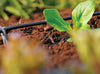 Hozelock 2784 Drip irrigation system watering young plants in a garden