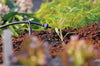 Hozelock 2785 Small plant being watered by a drip irrigation system in a garden setting.
