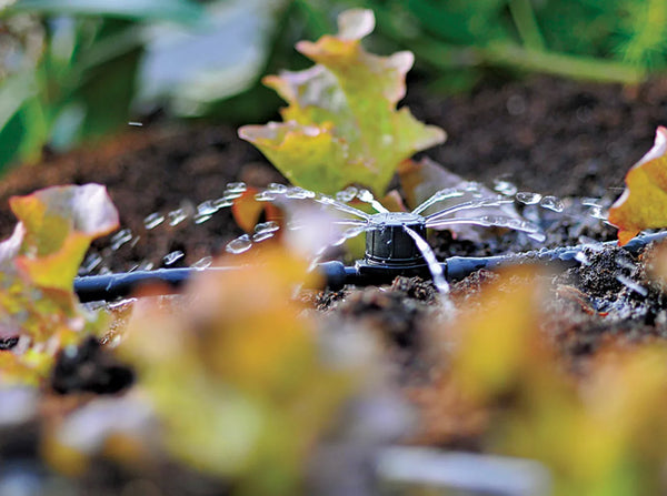 Hozelock 2785 inline sprinkler in flowerbed watering