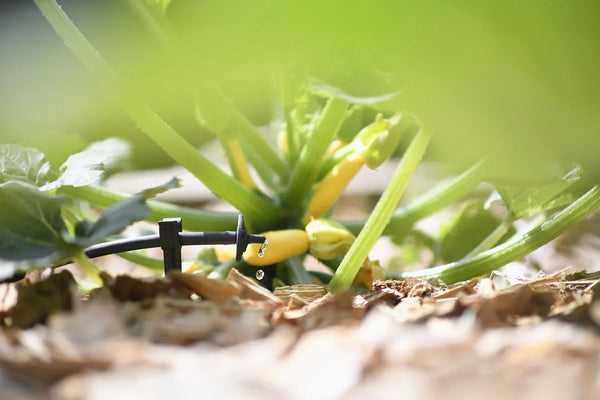 Hozelock 7040 Pinch Drip: 4 LPH PC Dripper for Drip Irrigation.