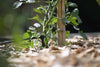 Hozelock 7034 watering tomato plant