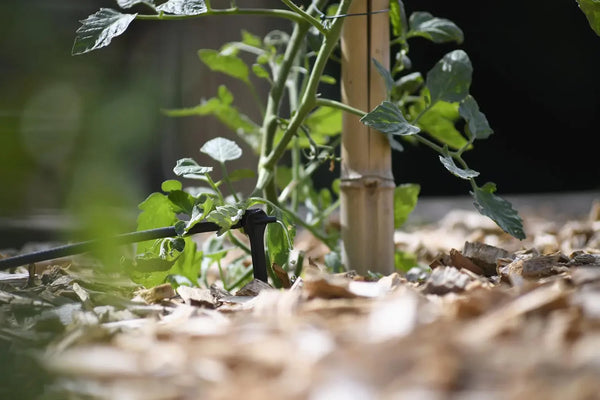 Hozelock 7034 watering tomato plant