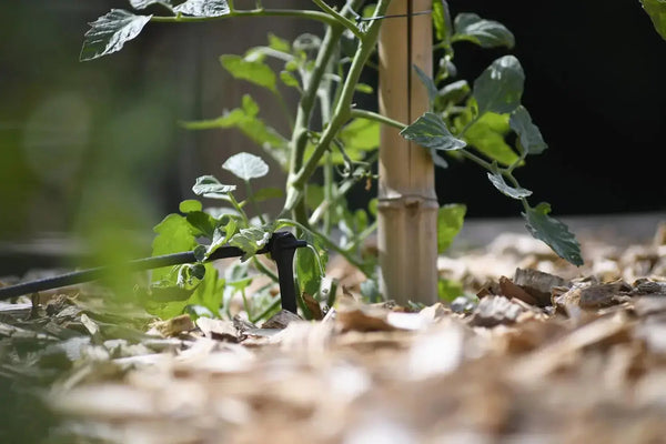 Hozelock 7034 watering tomato plant