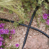 Drip irrigation system with black tubing and purple flowers on a gravel surface