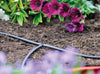 Drip irrigation system in a garden with purple flowers and green foliage.