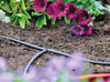 Drip irrigation system in a garden with purple flowers and green foliage.
