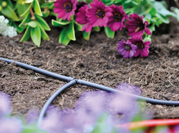 Drip irrigation system in a garden with purple flowers and green foliage.