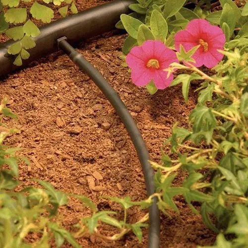 Pink flowers growing in a garden bed with a black irrigation tube.