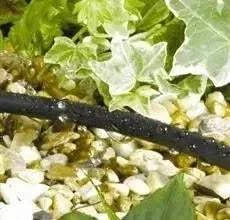 Micro soaker hose watering plants over plants