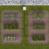 Top-down view of a vegetable garden with rows of plants being irrigated