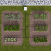 Top-down view of a vegetable garden with rows of plants being irrigated