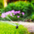 Pop-Up Lawn Sprinkler Action
