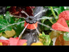 AntelcoPressure Compensating Dripper video