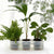 Small Indoor Self-Watering Pot: Grow Healthy Plants Easily.