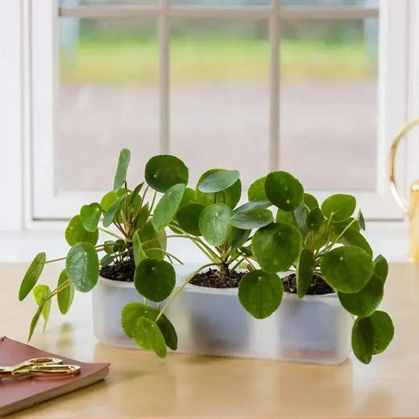 Triple Self-Watering Planter: Indoor & Greenhouse Growing.