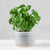 Small Indoor Self-Watering Pot: Grow Healthy Plants Easily.