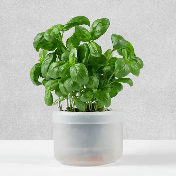 Small Indoor Self-Watering Pot: Grow Healthy Plants Easily.