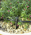 Drip irrigation system in a garden with plants and pebbles.