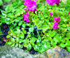 Sprinkler system in a garden with pink flowers and green leaves